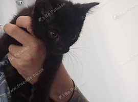 12 WEEK BRITISH LONGHAIR BLACK BOY FOR SALE