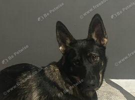 Female German shepherd Narla