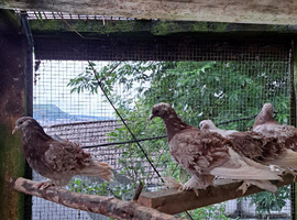Frillback pigeons