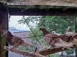 frillback pigeons
