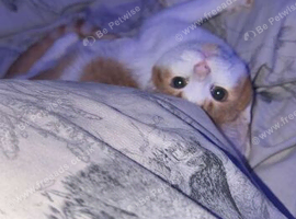 Kittens