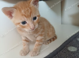 Mixed breed  boy mum bengal 9 weeks