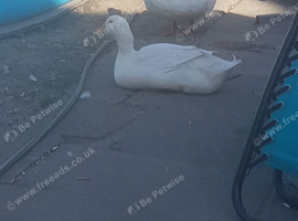 Ducks