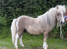 2yr old Miniature Colt
