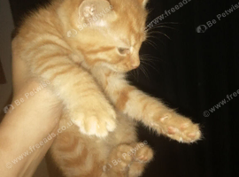 Gorgeous kittens, reduced. Ready now