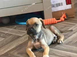 Mastiff x presa canario