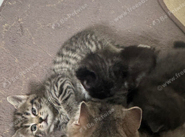 Scottish fold kittens
