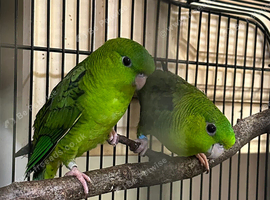 Pair of green linnies Lineolated parakeets