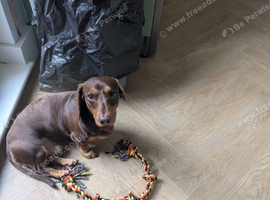 Gorgeous dachshund