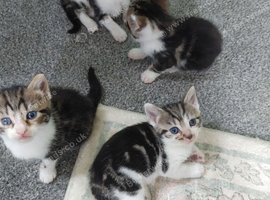 British short haired kittens