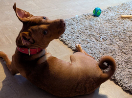 Skye 11 month old Staffordshire x Shar pei