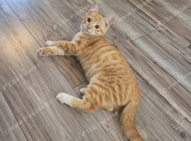 Pixie bob mixed kittens