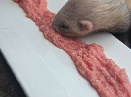 Ferret kits