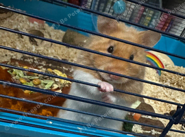 Female Syrian Hamster