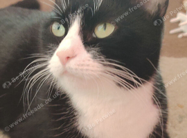 Not ready yet loving forever homes only