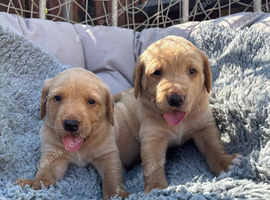 Gorgeous KC registered labrador puppies