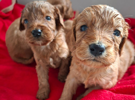 F1 cockapoo puppies