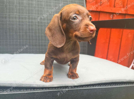 Miniature dachshund