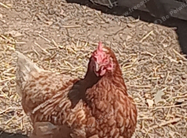 3 x free chickens