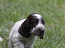 Show Type Cocker Spaniel Puppies