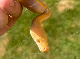 Dwarf albino genetic stripe reticulated python