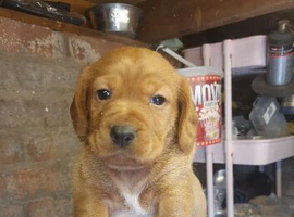 Cocker spaniel x patterdale pup
