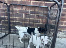 Jack Russel
