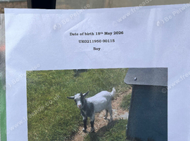 3 Pygmy goat kids for sale