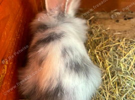 Last of litter 8wk lionhead buck ready now