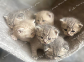 Beautiful bsh  kittens blue and lilac