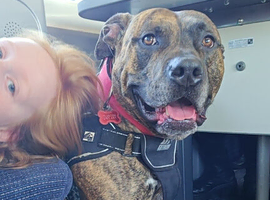Pressa cross staffy.   4 years old