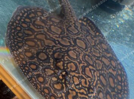 Stingray