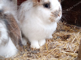 Female rabbit