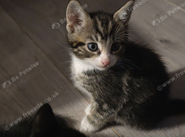 2 kittens girls and boys