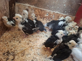 Mottled Houdan chicks