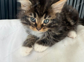 Fluffy tabby, tuxedo & brown kittens