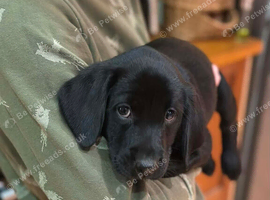 KC Labrador puppies READY TO LEAVE! 3 left!