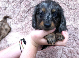 6 beautiful dash hound pups ready to leave for there forever home