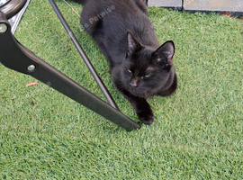 Kitten