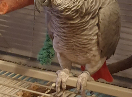African grey  parrot