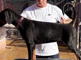 TOP QUALITY DOBERMANN PUPPIES AVAILABLE