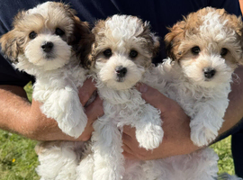 Beautiful Maltipoo puppies are ready for new homes