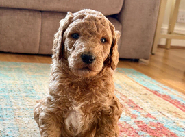 Pure breed standard poodle puppies