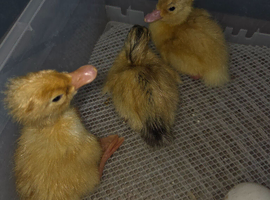 Day old mixed ducklings
