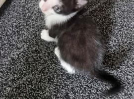 Kitten