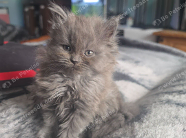 3 stunning persian kittens