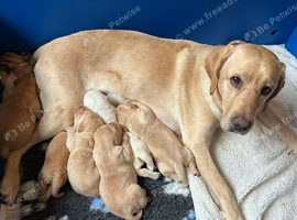 Golden retriever Labrador