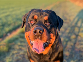 Beautiful boy rottie
