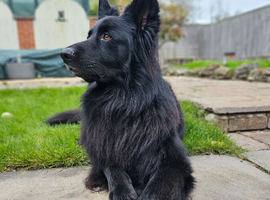 Gorgeos German Shepherd STUD