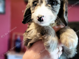 Cockapoo puppy's